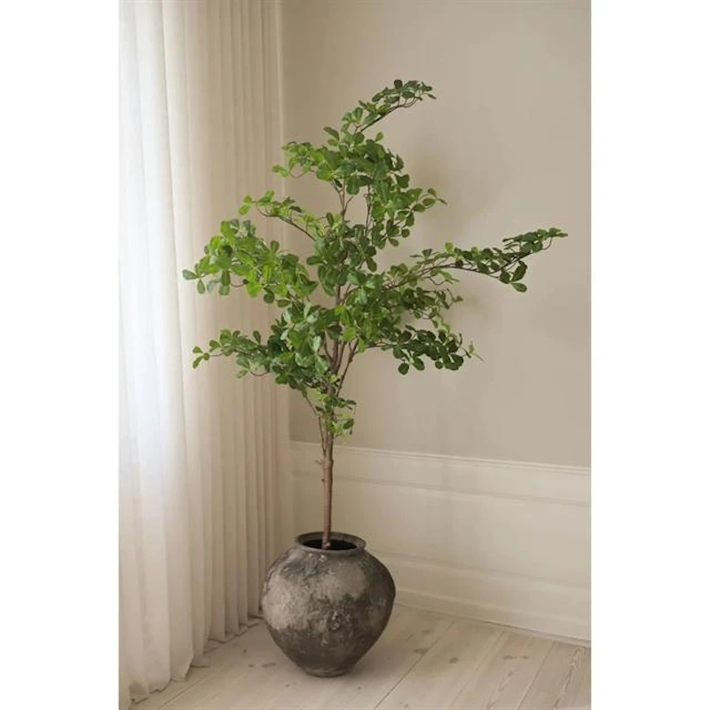 Tropical Almond Puu Vihreä