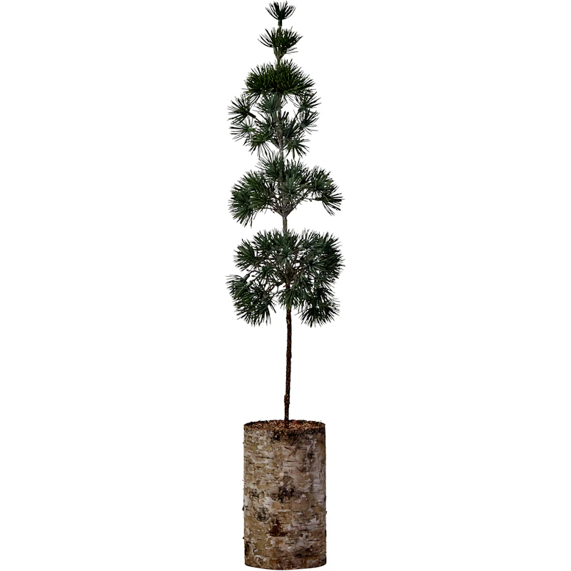 Pine Joulukuusi 60 cm, Vihreä
