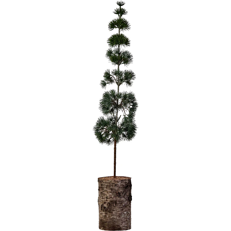 Pine Joulukuusi 80 cm, Vihreä