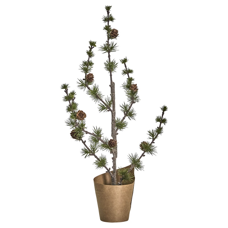 Stay Joulukuusi, Vihreä