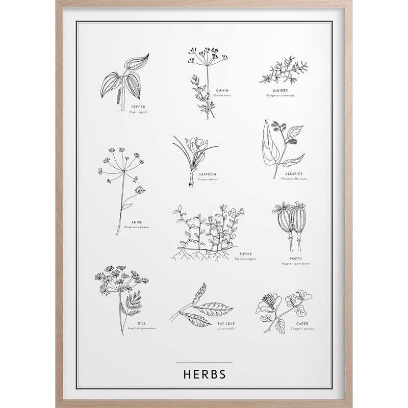 Herbs Juliste 30x40 cm